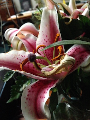 The refuge of flowers like the lily is present in my wood shop.