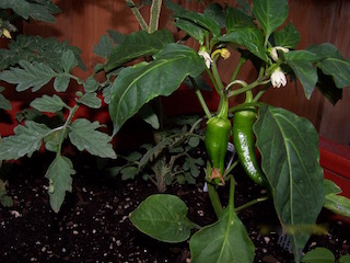 Green peppers in the container garden planter.