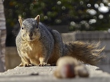 Furry squirrel on a ledge.