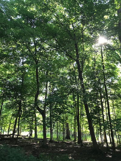 Green forest in the morning with a peek of sun