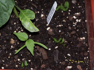 Seedlings poking their leaves out of the dirt.