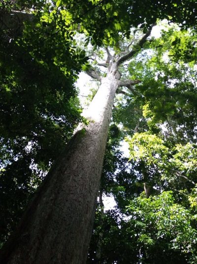 Bako, in Ghana National Forest