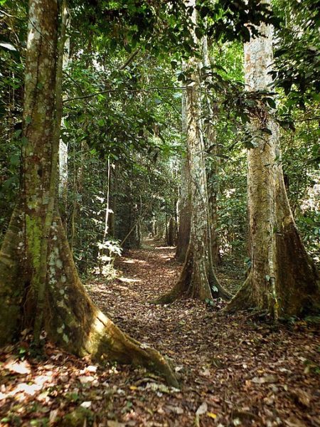 Bako the biggest tree in Ghana in the forest reserve near Asantemanso.