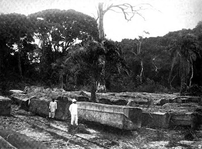 African mahogany logs with radii almost as big as a man in West Africa.