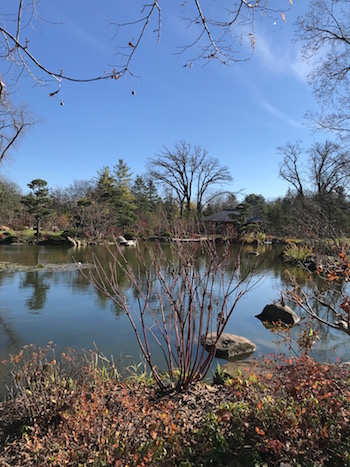 A duck pod in the Japanese garden.