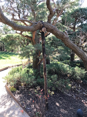 An old tree with massive limb under bracing.