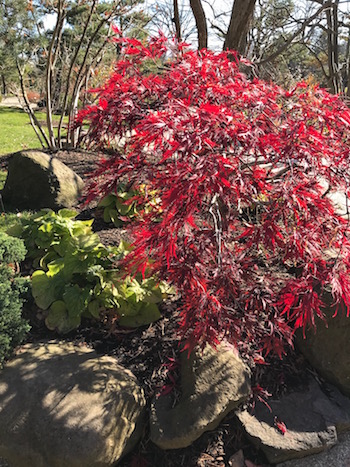 A bush with red leaves near rocks in the garden.