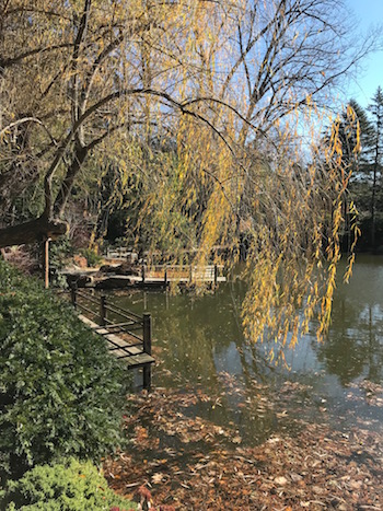 A willow tree at the pons near a deck.