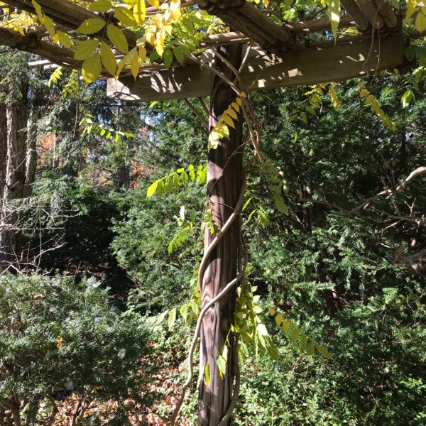 A tree with a twisted vine.