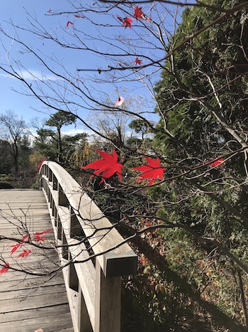 A wooden bridge with a few red leaves in the foreground.