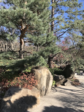 Stones and trees on a walking path in the garden.