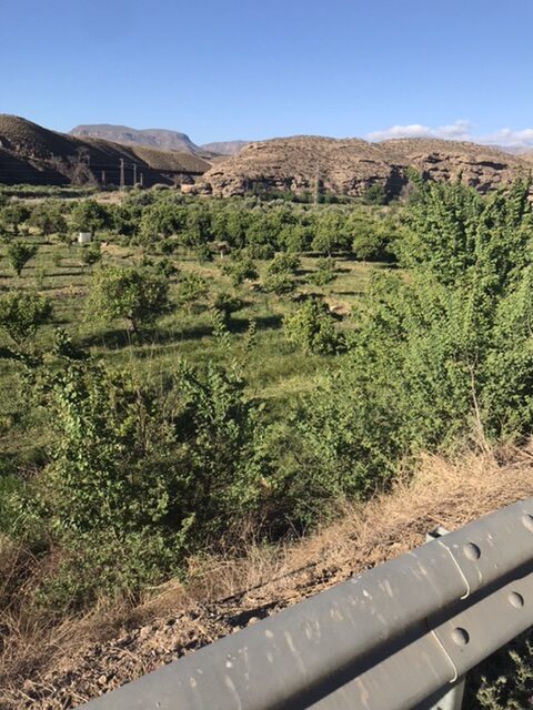 An almond grove on the camino Mozarabe.