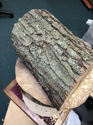 The log with its bark.