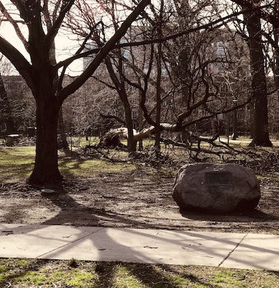 A fallen tree in a neighborhood park.