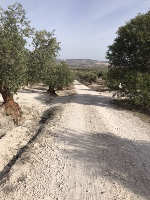 A long, dry path on the camino Mozárabe.