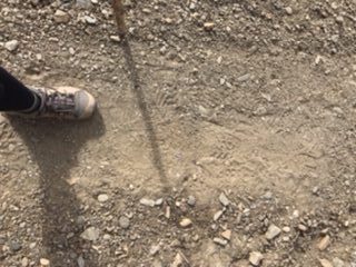 One foot on the camino path.