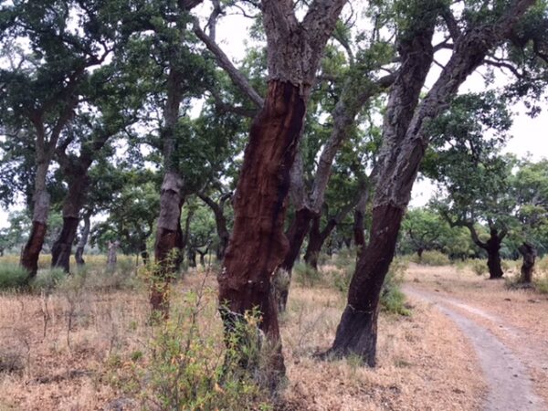 Harvested cork trees on the camino trail.