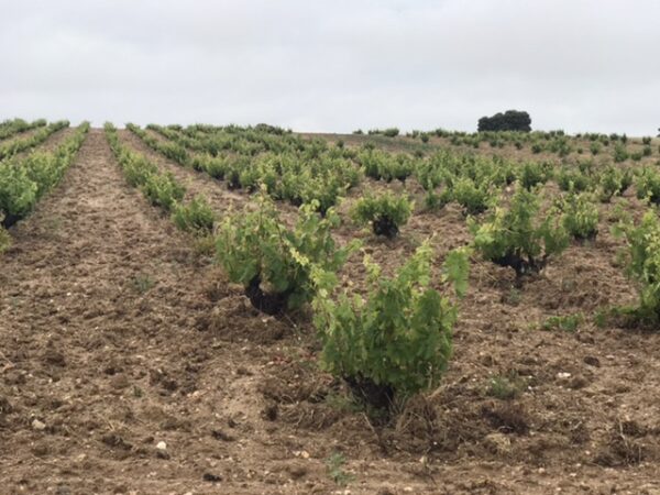 A vineyard on the via de la Plata.