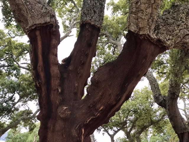 Cork tree branches after harvesting