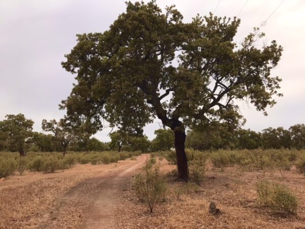 A lone tree on the camino de Santiago in southern Spain.