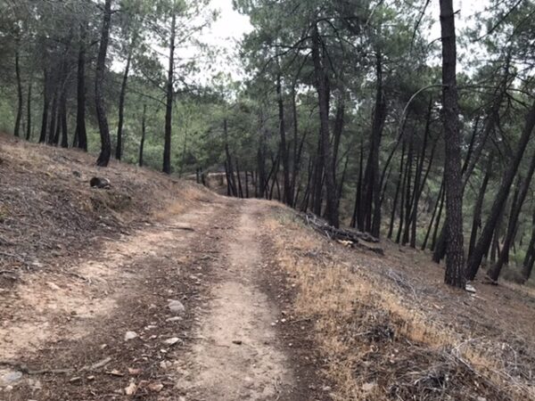 Pine trees in southern Spain on the camino de Santiago.