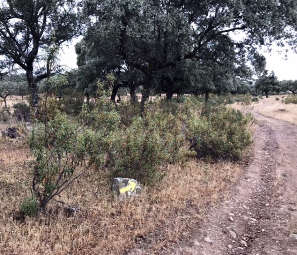 The camino trail leading out of a farm of cork trees.