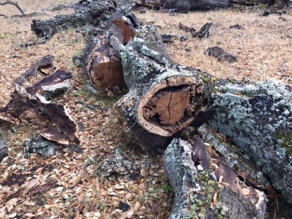 Fallen cork tree log.