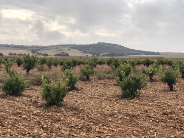 A vineyard with a mountain as backdrop.