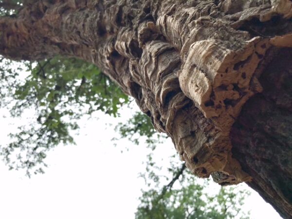 A close up of a cork tree bark after harvesting.