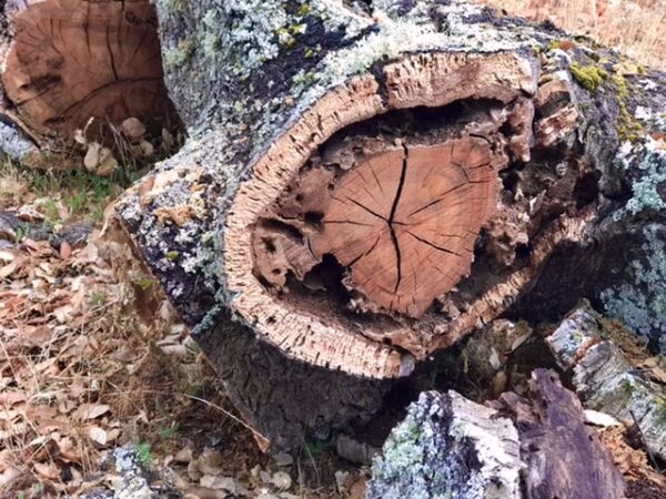Close up of a broken, fallen log.