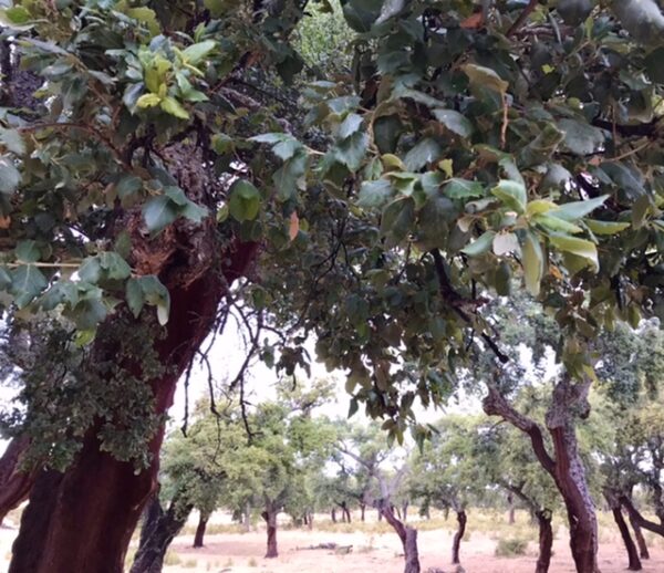 Closeup of leaves of cork trees.