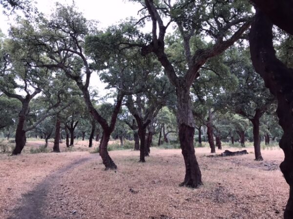 Cork tree farm after showing harvest.