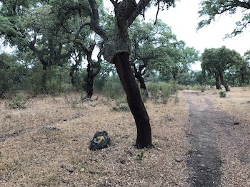 Cork tree next to a yellow arrow on the camino.
