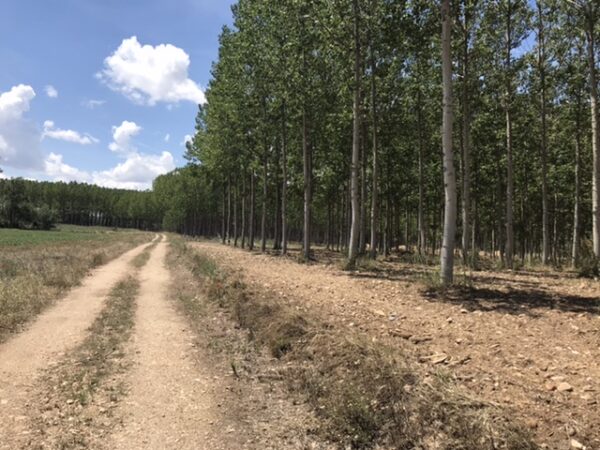 Eucalyptus tree grove.