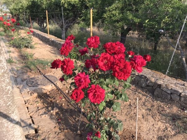 Red rose bushes on a dirt trail.