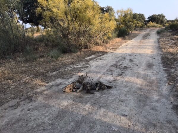 An animal carcass on the ground.