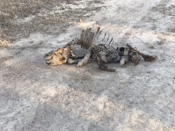 Close up of an animal carcass on the road.
