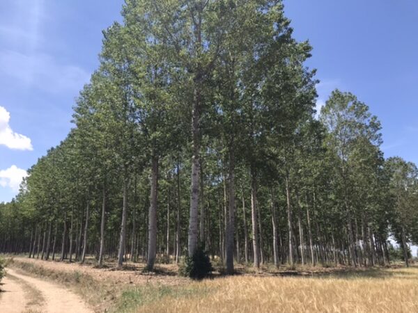 A big grove of Eucalyptus trees on the camino Sanabres.