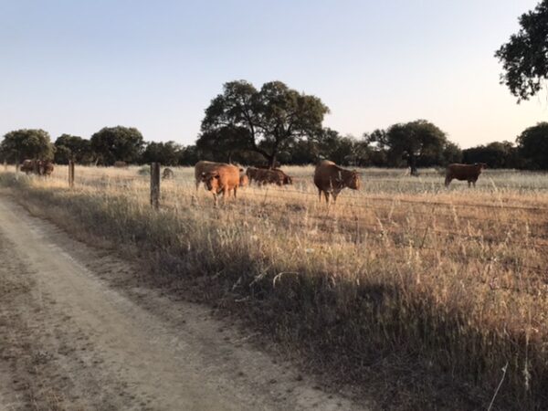 Cows in open green pasture.