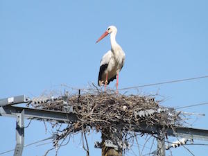 Black and white stork on an electrical mast.