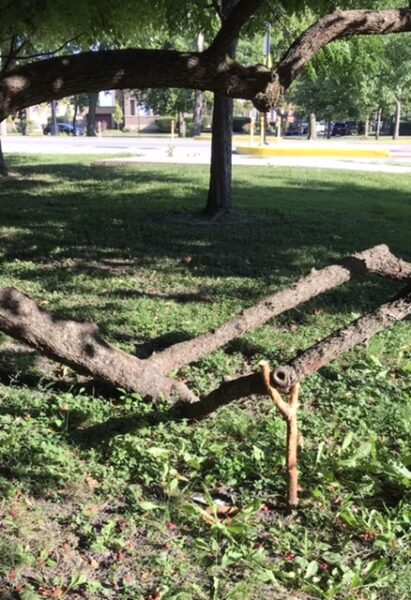 Fallen tree with a brace.