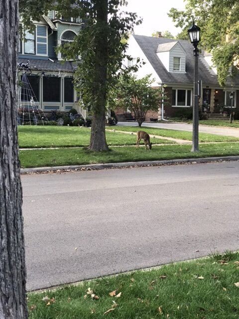 A young deer in the neighborhood.