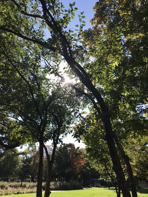 Trees in a public park.