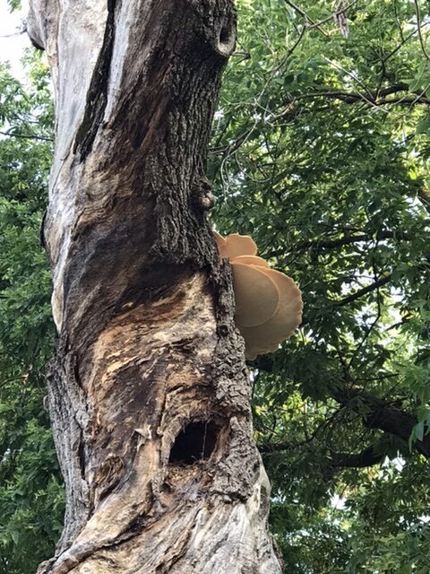 Tree with shelf fungus.