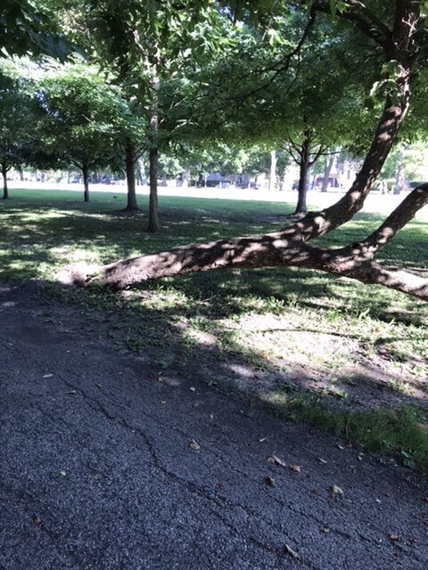 Fallen tree in a park.