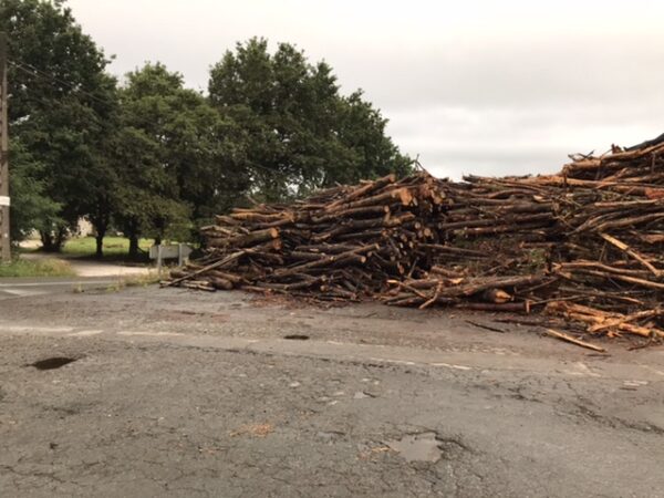 Cut timber on the side of the road.