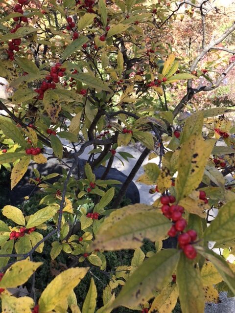 Berry tree in the Japanese garden.